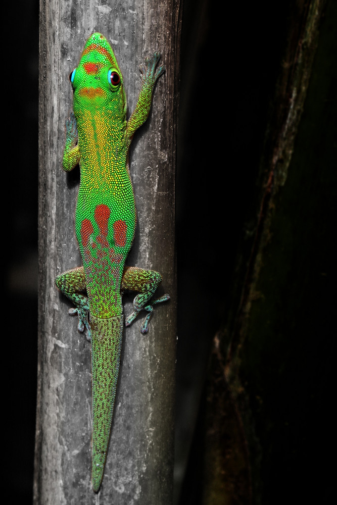 Madagaskar Goldstaub-Gecko