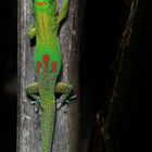 Madagaskar Goldstaub-Gecko