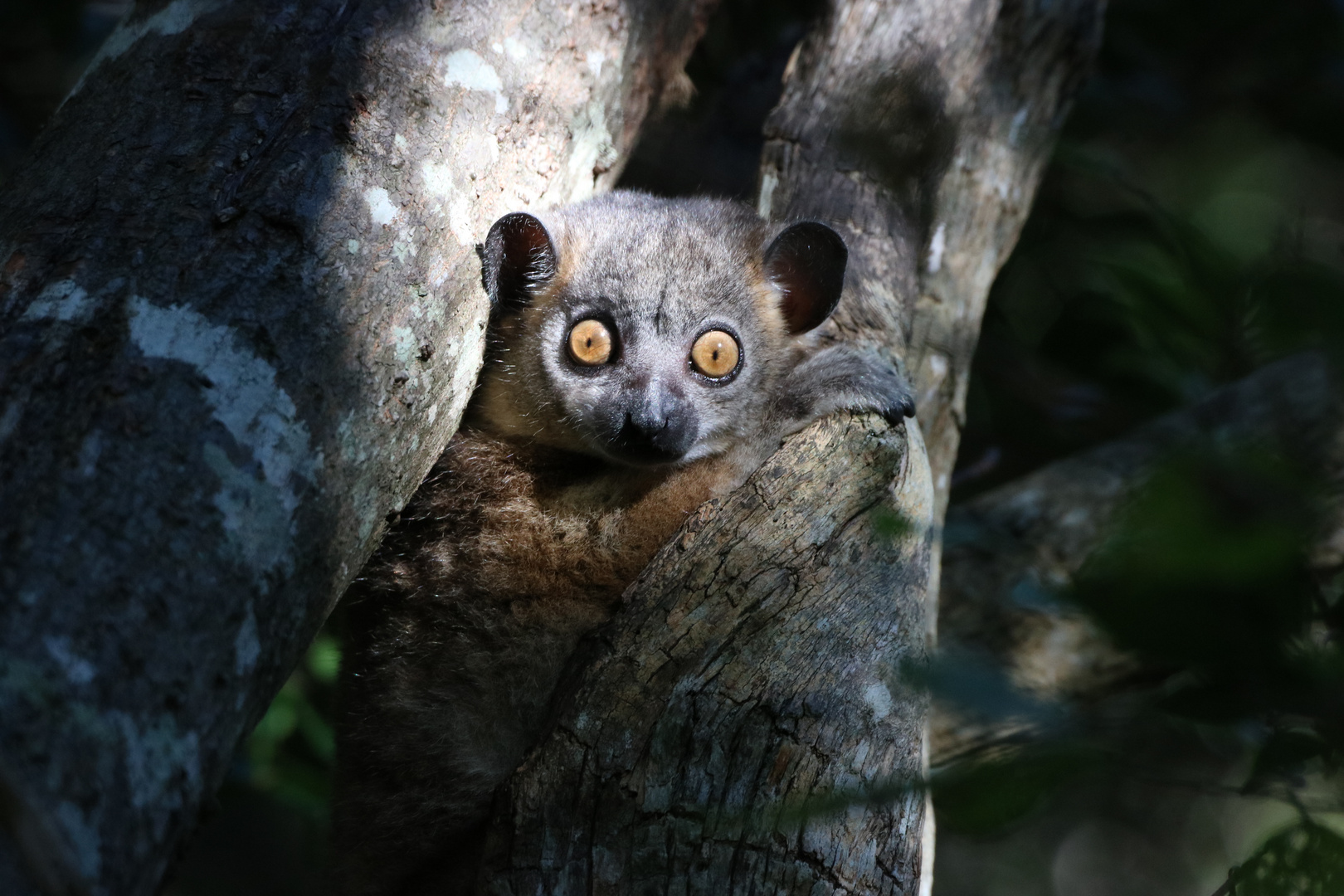 Madagaskar, Hubbard Wieselmaki