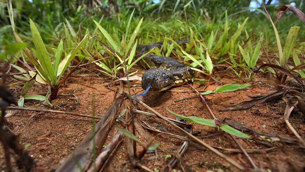 Madagaskar-Hundkopfboa - Flucht oder Angriff?