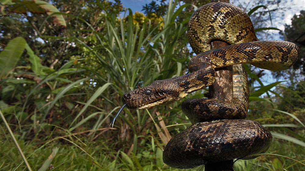 MadagaskarHundskopfboa Foto & Bild tiere, wildlife, amphibien