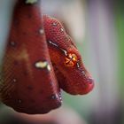 Madagaskar Hundskopfboa, Jungtier [Sanzinia madagascariensis]