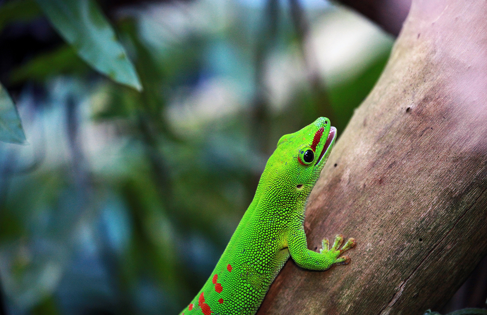 Madagaskar in Zürich