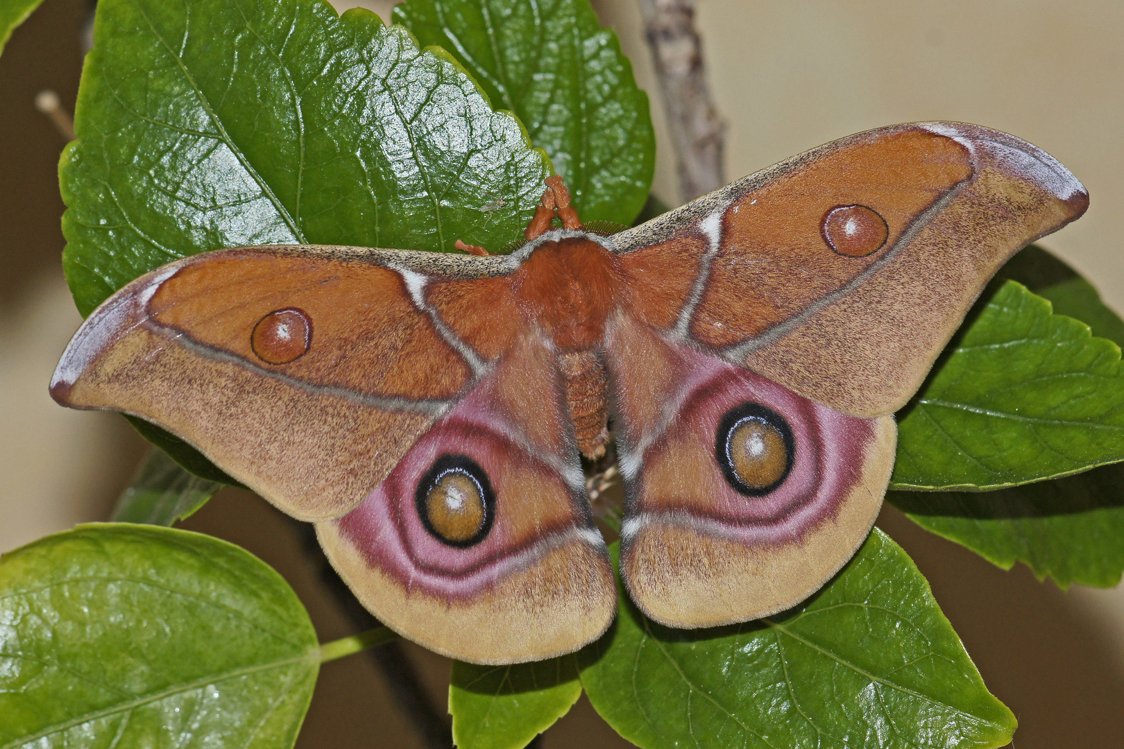 Madagaskar Kaiserspinner (Antherina suraka), Männchen (Zuchttier)