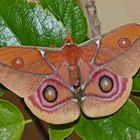 Madagaskar Kaiserspinner (Antherina suraka), Männchen (Zuchttier)