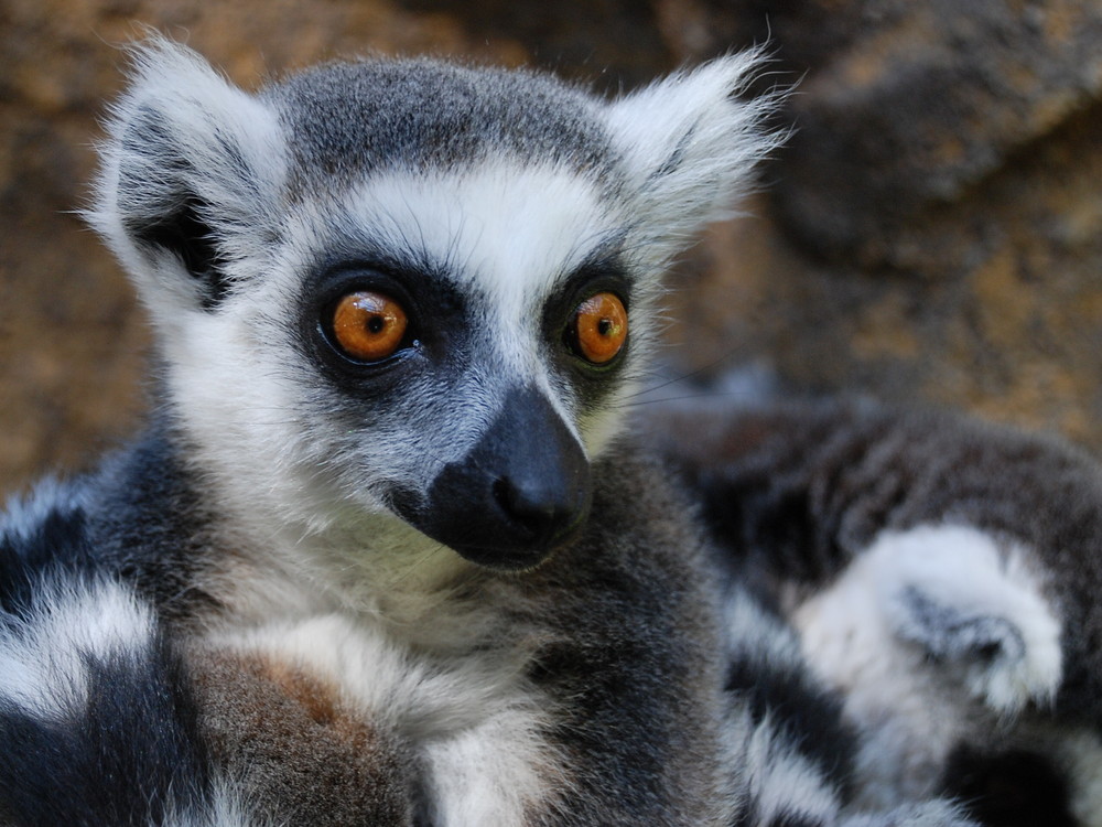 MADAGASKAR KATZEN