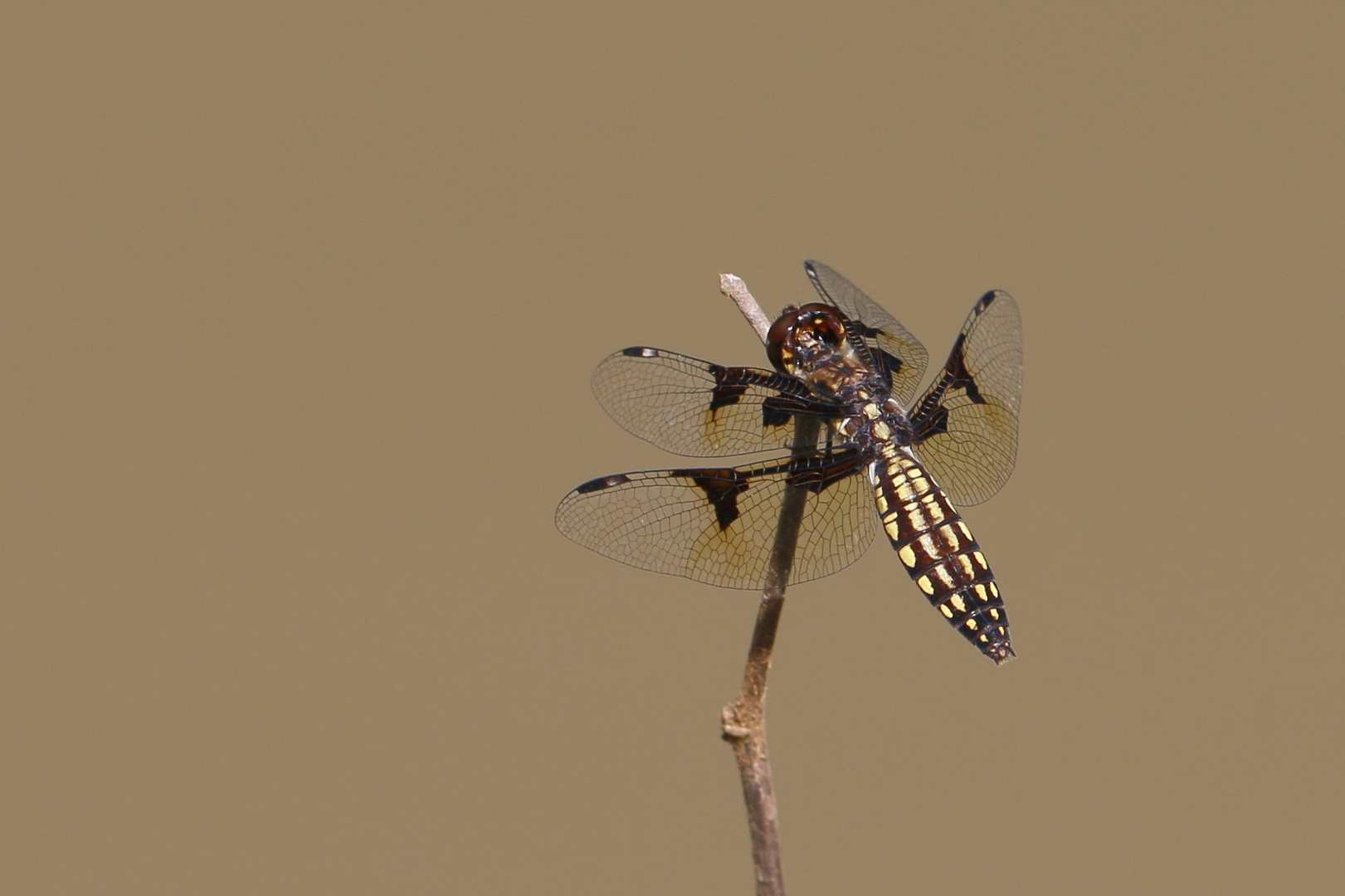 Madagaskar Kleinlibelle