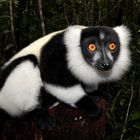 Madagaskar Kragen-Lemur