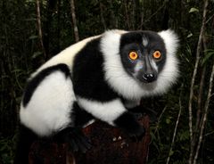 Madagaskar Kragen-Lemur