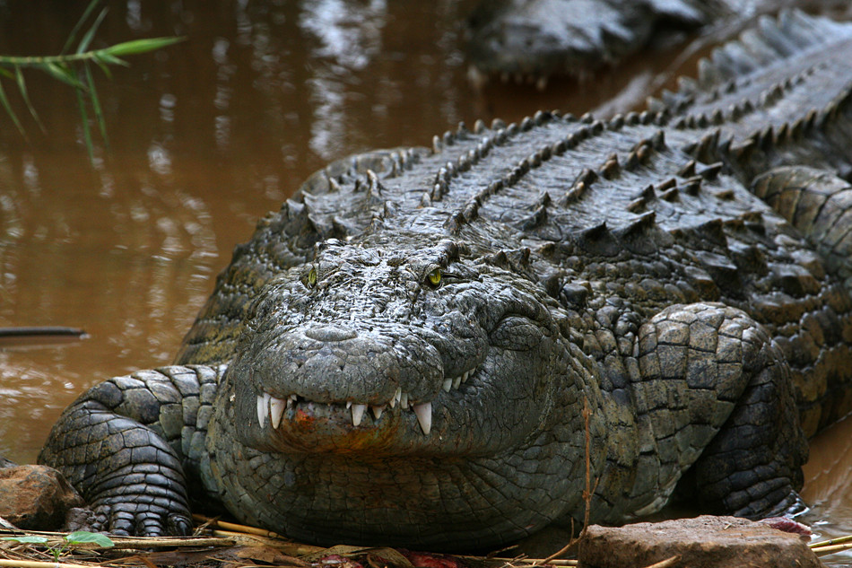 Madagaskar Krokodil