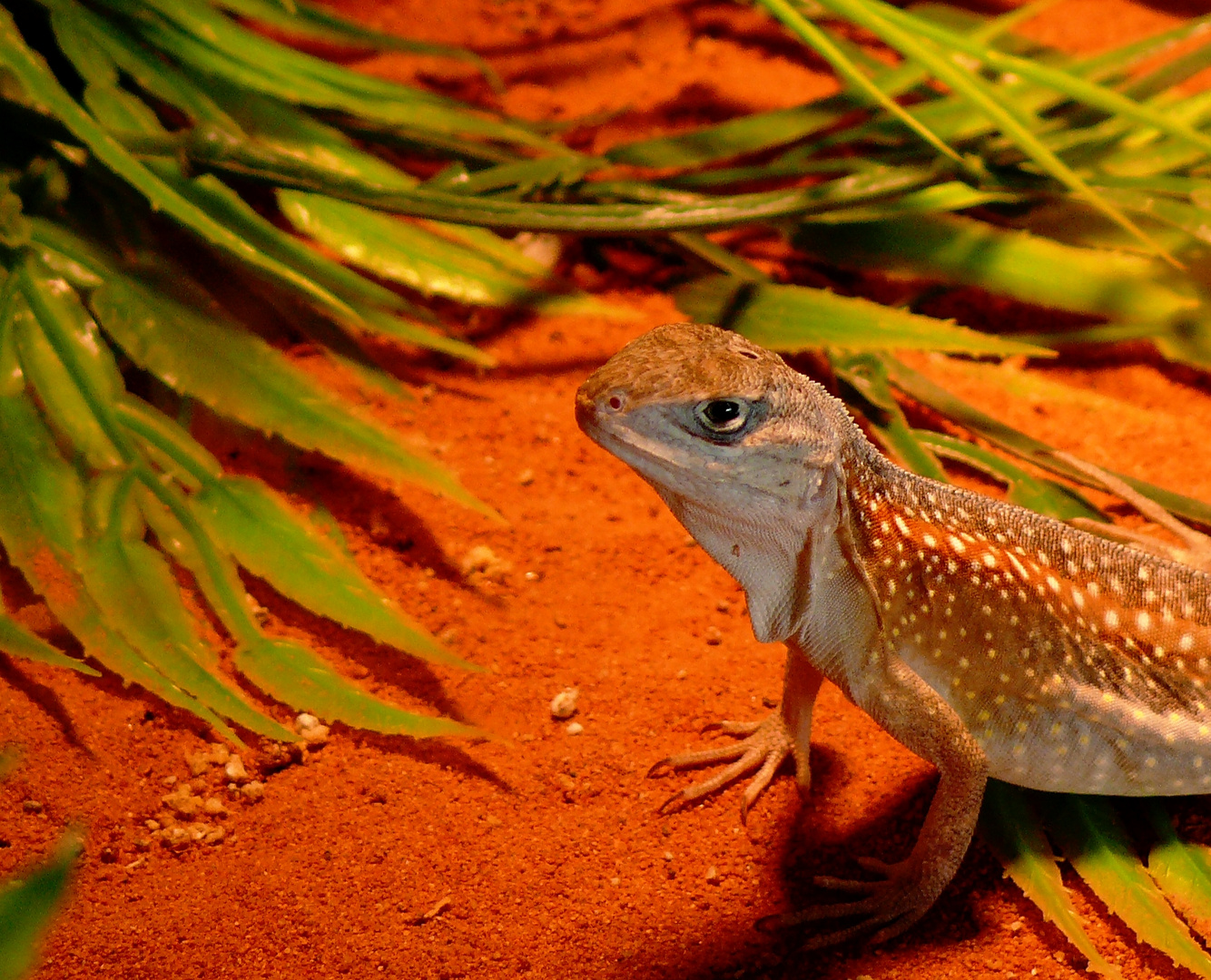 Madagaskar - Leguan