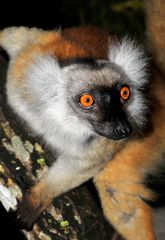 Madagaskar Lemur