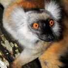 Madagaskar Lemur