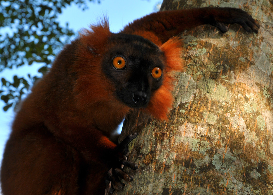 Madagaskar-Lemur