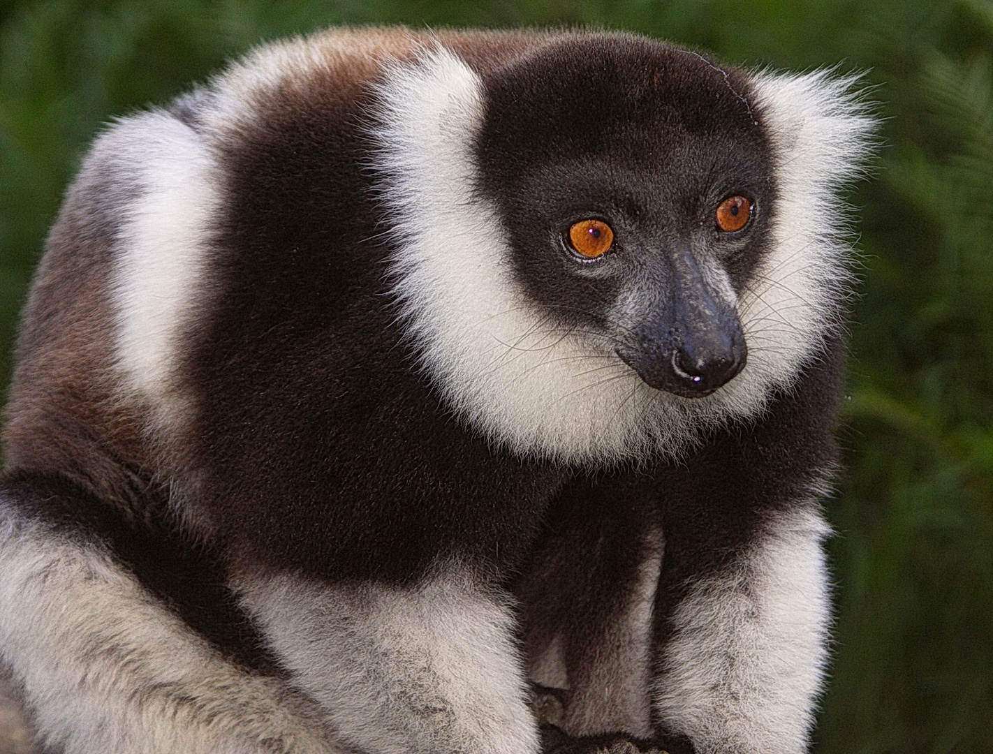   Madagaskar Lemure Wildlife