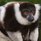   Madagaskar Lemure Wildlife