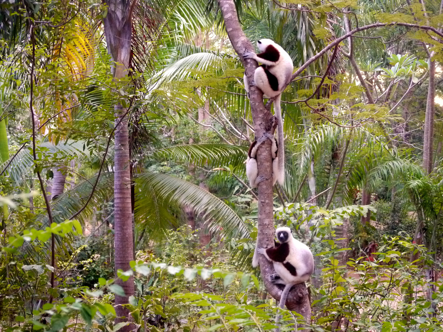 Madagaskar: Lemuren und Fossa