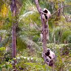 Madagaskar: Lemuren und Fossa