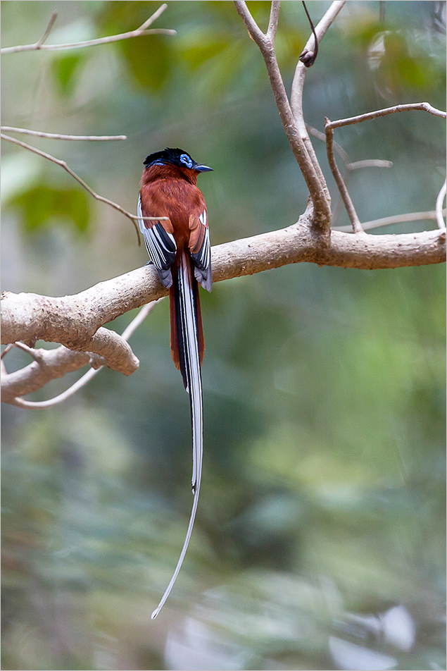 Madagaskar-Paradiesschnäpper