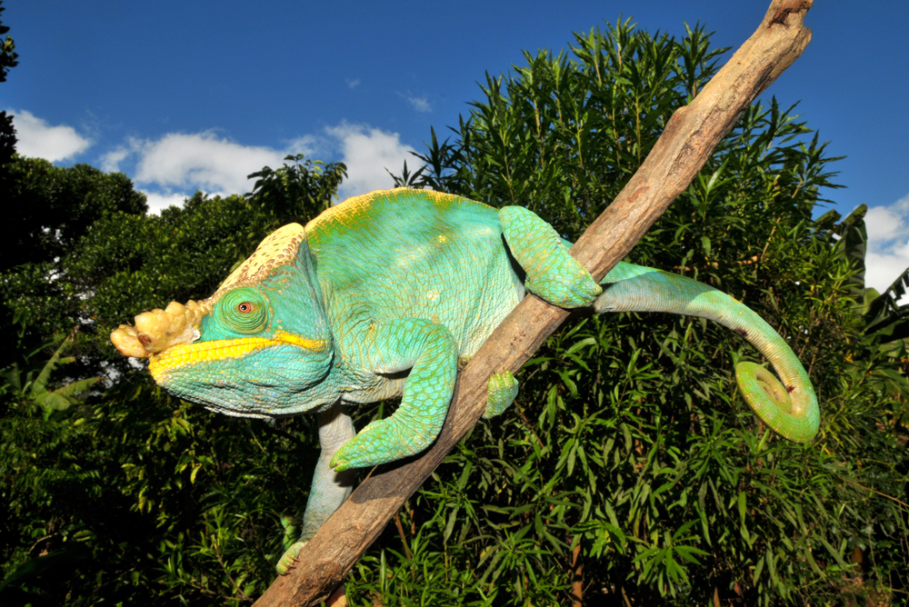 Madagaskar Riesen-Chamäleon