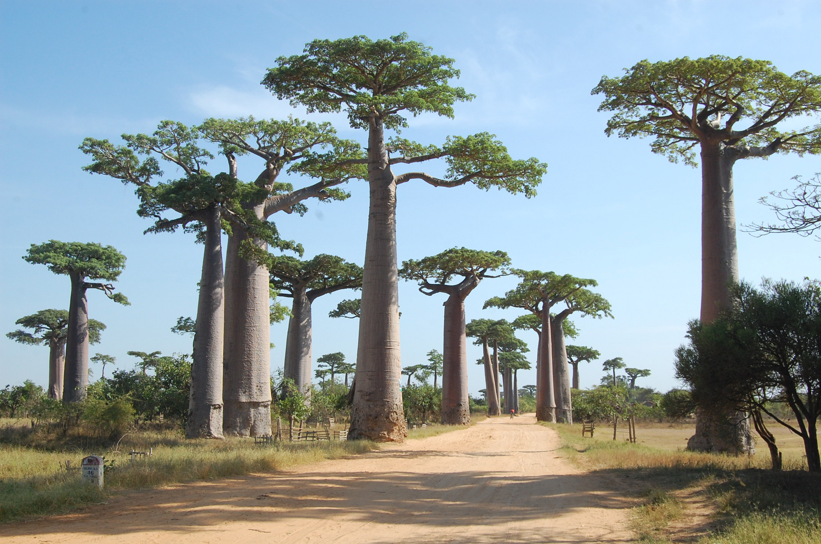 Madagaskar riesiege Baobabs in der Baobab Allee von Morondava