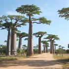 Madagaskar riesiege Baobabs in der Baobab Allee von Morondava