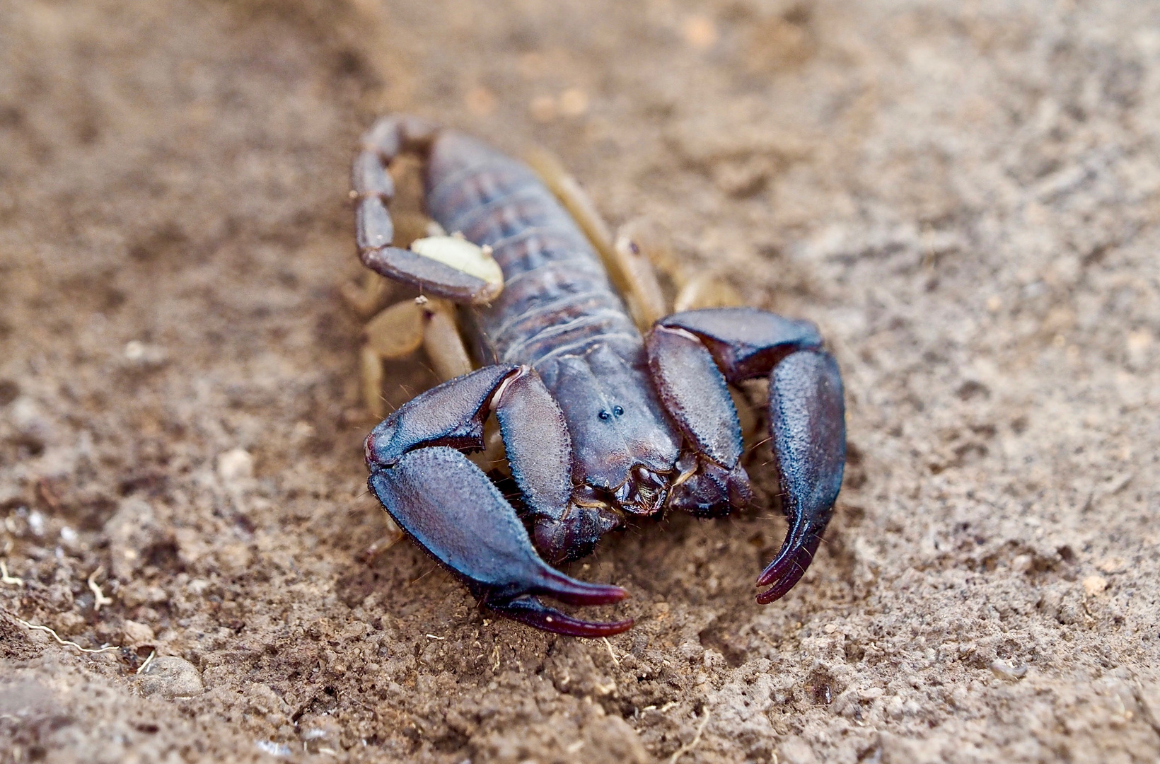 Madagaskar-Skorpion