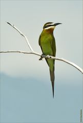 Madagaskar Spint