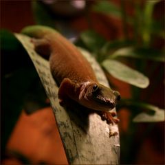 Madagaskar-Tag-Gecko