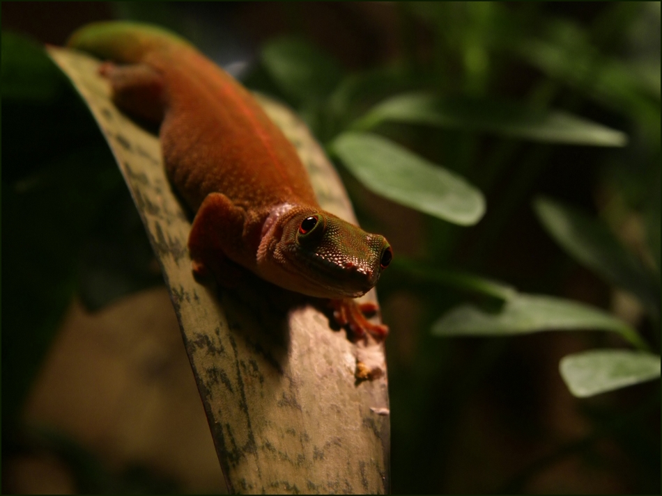 Madagaskar-Tag-Gecko v. 2.0