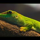 Madagaskar Taggecko