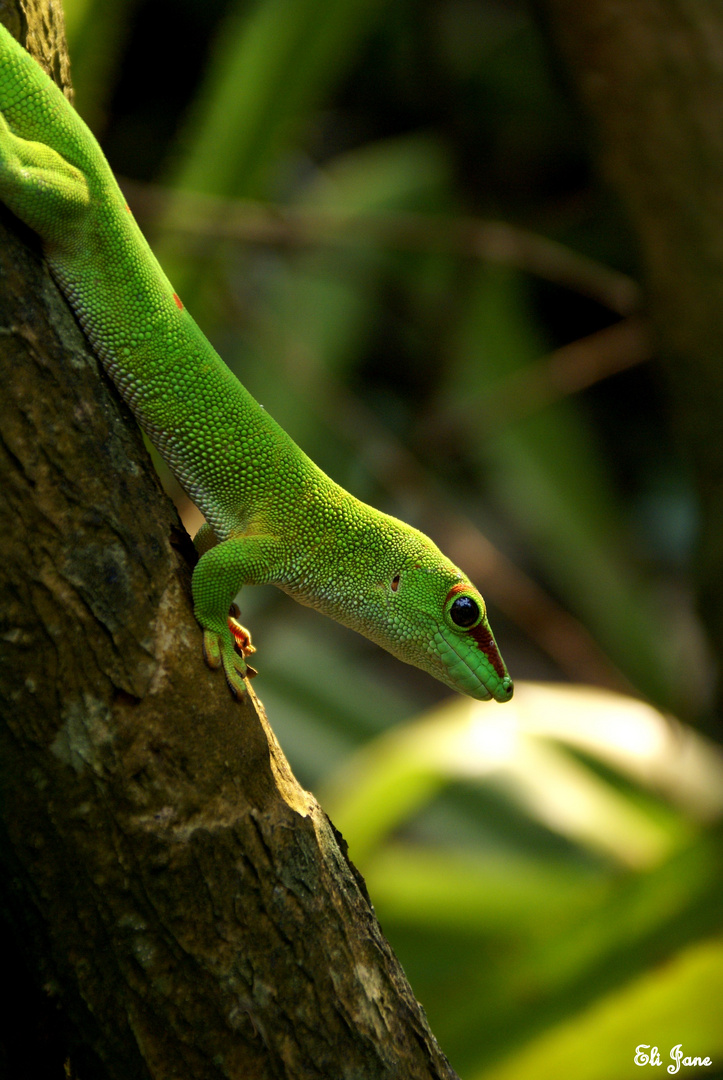 Madagaskar Taggecko