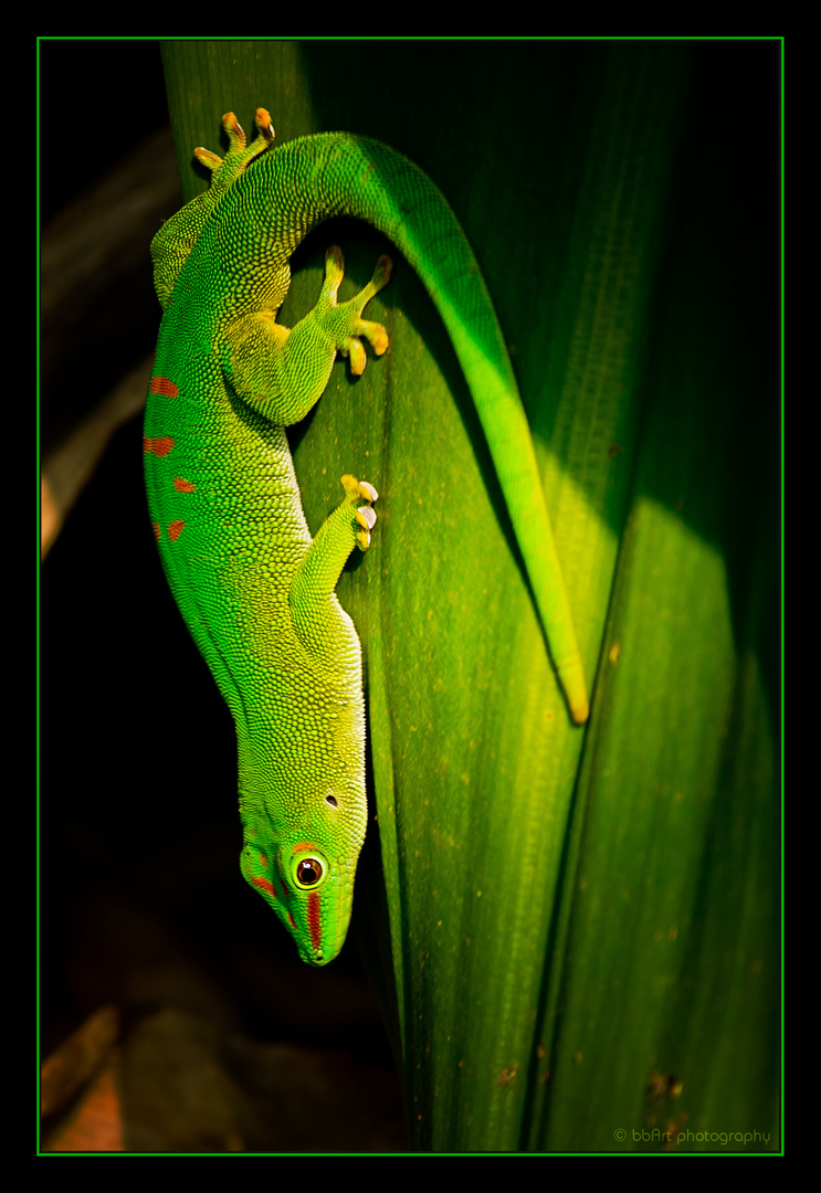 Madagaskar Taggecko