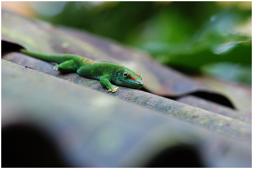 Madagaskar Taggecko 2