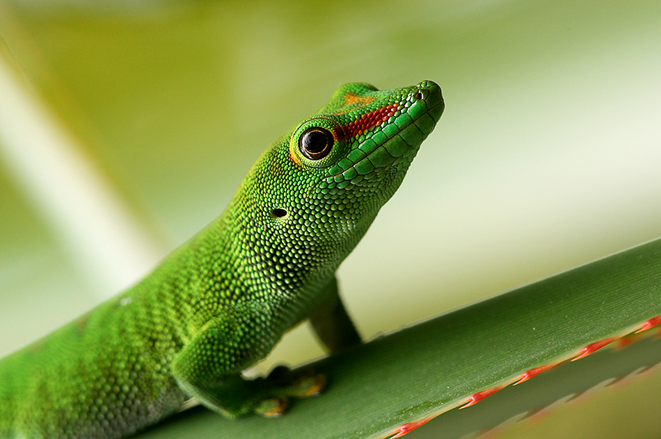 Madagaskar Taggecko (2)