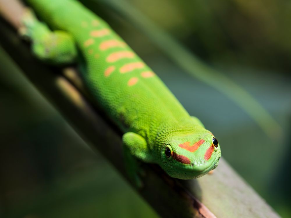 Madagaskar Taggecko