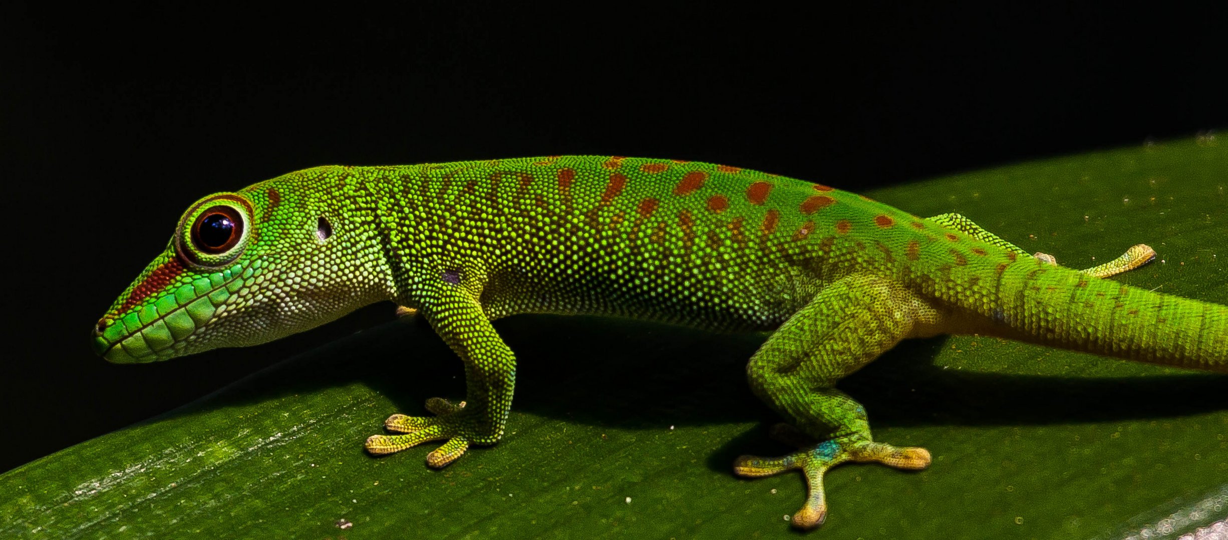 Madagaskar Taggecko