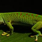 Madagaskar Taggecko