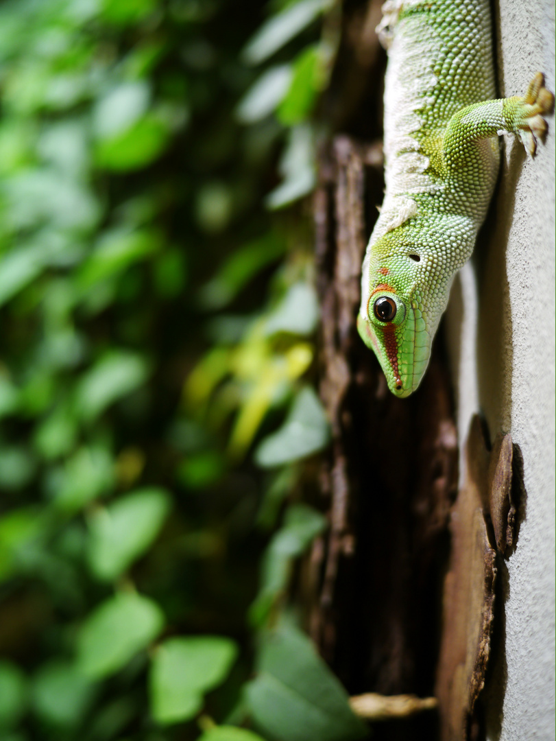 Madagaskar-Taggecko