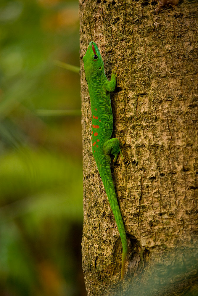 Madagaskar Taggecko