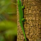 Madagaskar Taggecko