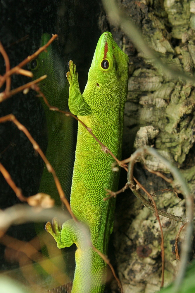 Madagaskar-Taggecko