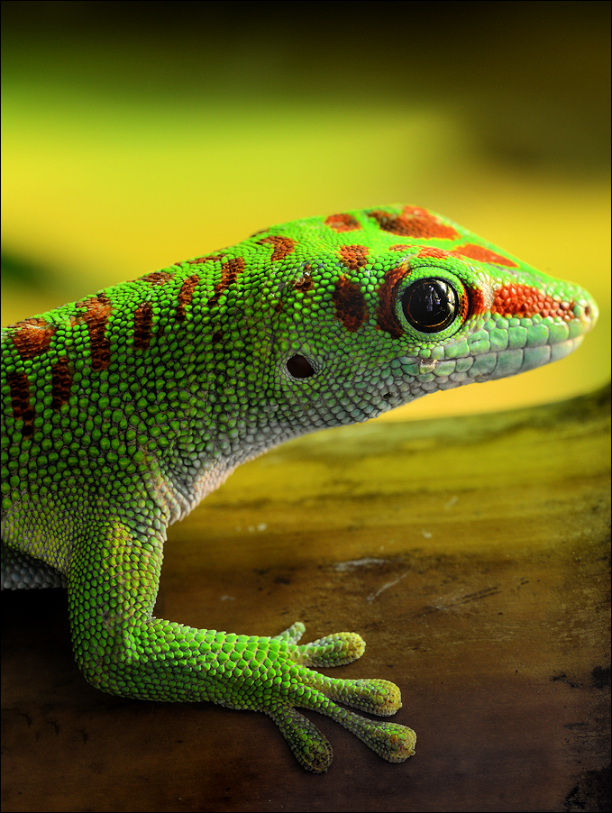 Madagaskar-Taggecko