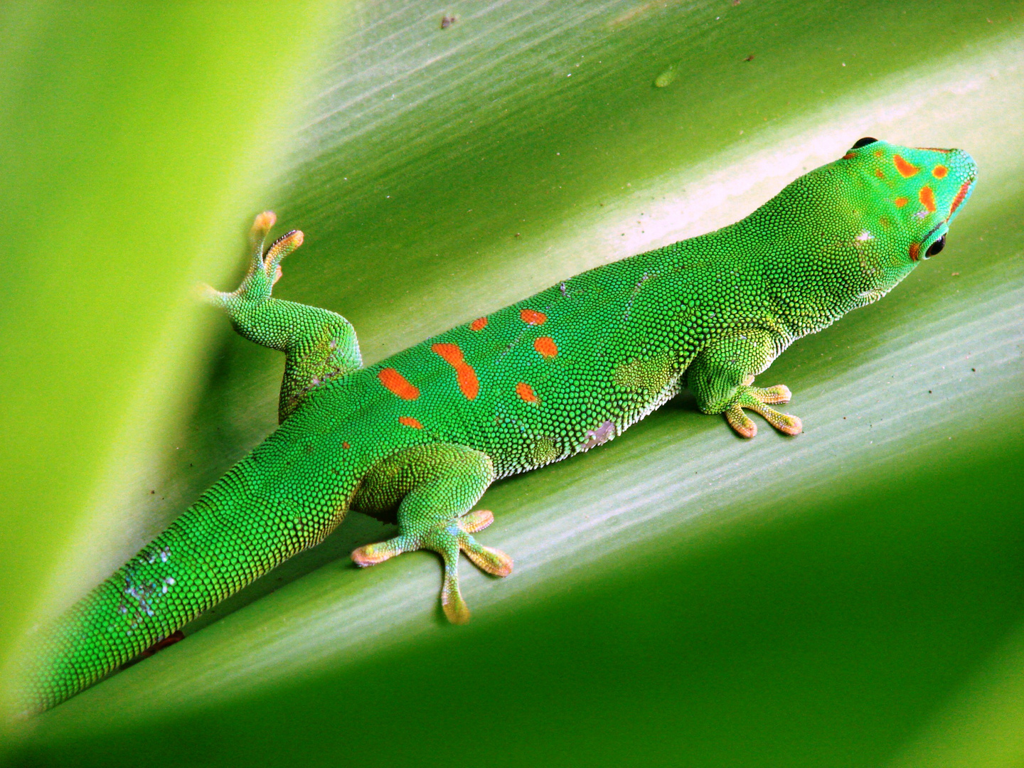 Madagaskar-Taggecko