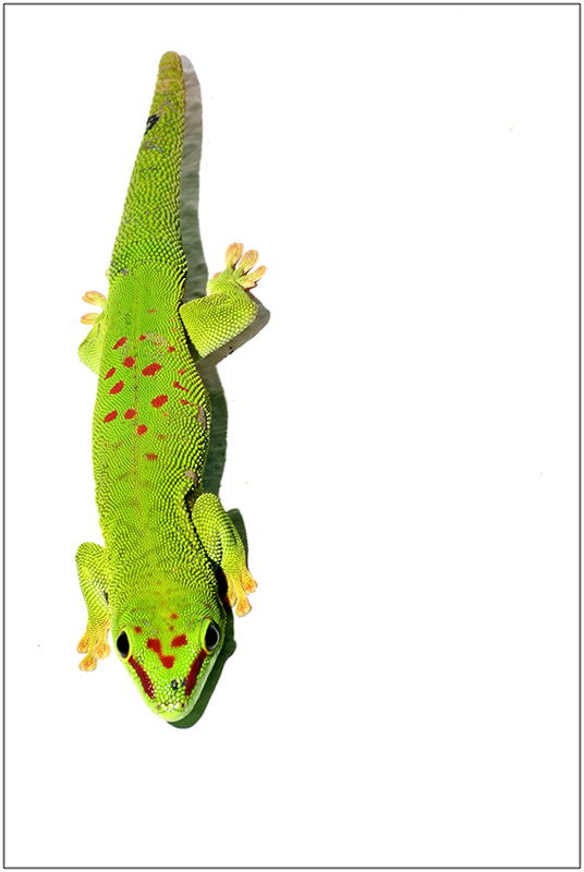 Madagaskar-Taggecko