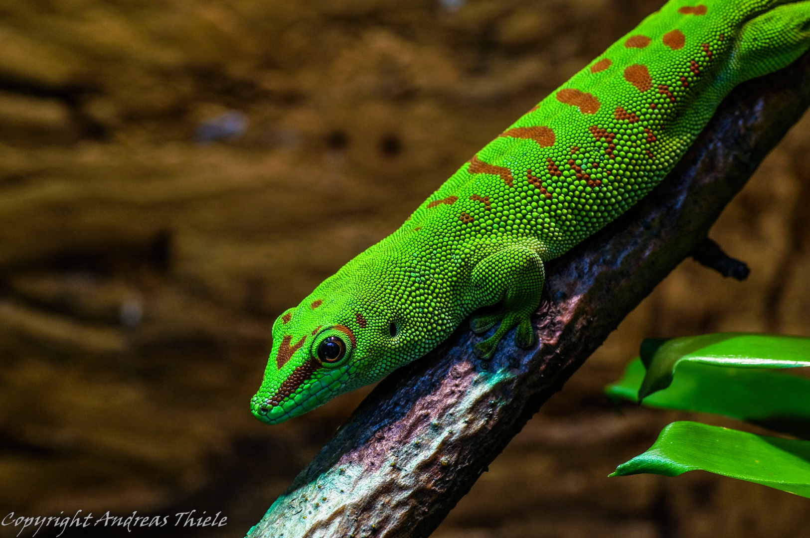 Madagaskar-Taggecko