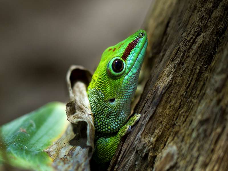 Madagaskar Taggecko