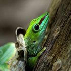 Madagaskar Taggecko