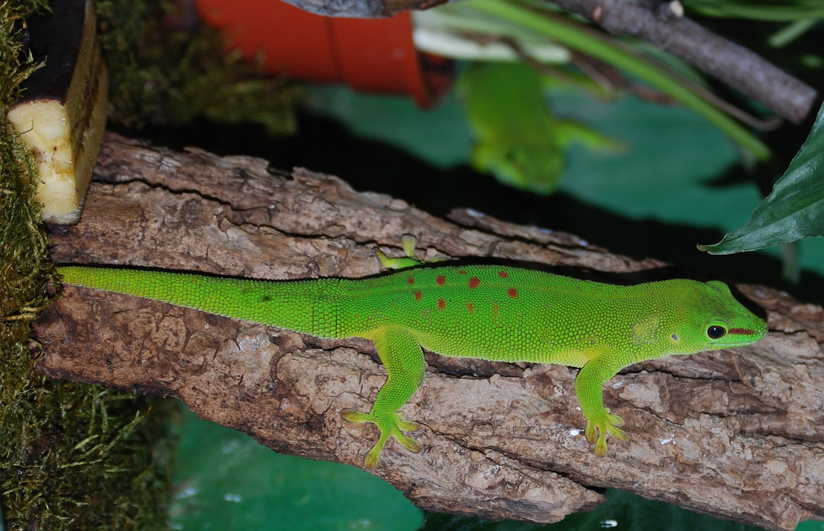 Madagaskar Taggecko