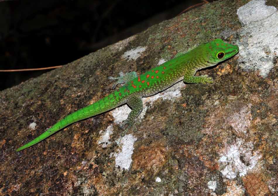 Madagaskar Taggecko